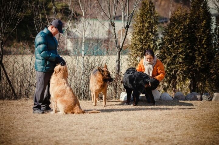 개를 사랑하시는 부부가 입양했는데 극복이라는 이름을 얻어 새로운 견생을 살게되었어