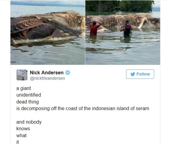 지난 주 인도네시아 해변에 떠 내려온 괴생명체...

길이가 무려 16미터

고래의 사체같지도 않고...

대형 오징어도 아니라고...

과연 무었일까???