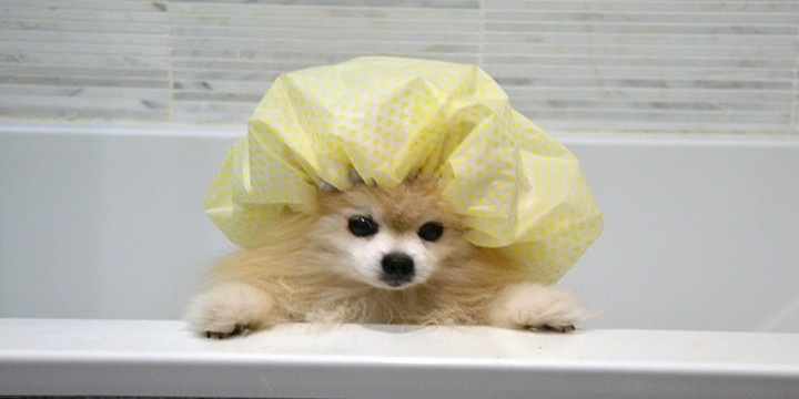 6. 강아지에게도 샤워캡을 

강아지를 목욕할 때가 되었다면 샤워캡을 씌워서 눈과 귀에 비누거품이 들어가지 않도록 해주세요. (그리고 사진도 꼭 찍으시길)