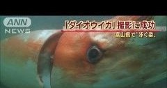 일본에서 촬영된 대왕오징어